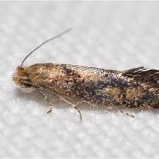 Attēlu rezultāti vaicājumam “Incurvariidae”