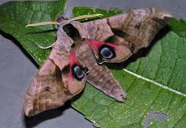 Attēlu rezultāti vaicājumam “Smerinthus ocellata”