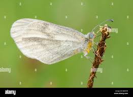Attēlu rezultāti vaicājumam “Leptidea sinapis underside”