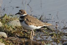 Image result for Charadrius vociferus