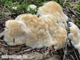 Attēlu rezultāti vaicājumam “Postia ptychogaster”