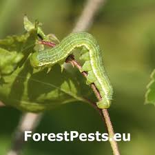 Attēlu rezultāti vaicājumam “Orthosia incerta”