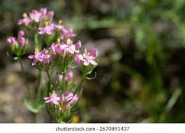 Attēlu rezultāti vaicājumam “Centaurium erythraea”
