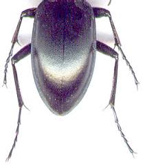 Attēlu rezultāti vaicājumam “Carabus glabratus”
