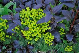 Attēlu rezultāti vaicājumam “Hesperis matronalis bud”