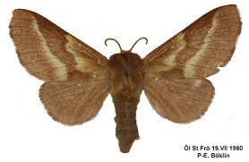 Attēlu rezultāti vaicājumam “Malacosoma castrensis male”