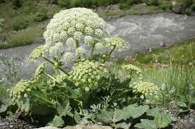 Attēlu rezultāti vaicājumam “Heracleum sosnowskyi fruit”