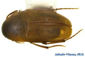 Attēlu rezultāti vaicājumam “Leiodidae”