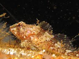 Image result for Reading Bsac