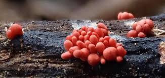 Attēlu rezultāti vaicājumam “Arcyria incarnata macro”