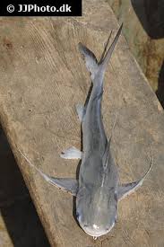 Image result for Bagre marinus