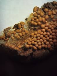 Attēlu rezultāti vaicājumam “Didymium tussilaginis sessile”