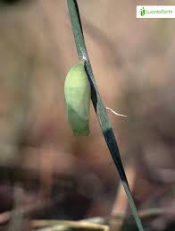 Attēlu rezultāti vaicājumam “Lasiommata petropolitana upperside”