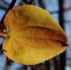 Attēlu rezultāti vaicājumam “Cercidiphyllum japonicum leaf”