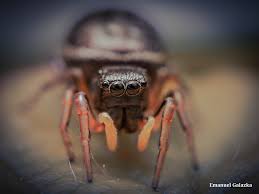 Attēlu rezultāti vaicājumam “Diachea subsessilis young”