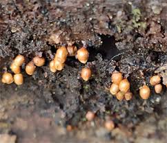 Attēlu rezultāti vaicājumam “Lycogala ustulatum sessile”