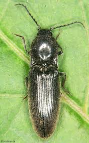 Attēlu rezultāti vaicājumam “Hemicrepidius sp.”