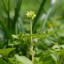 Attēlu rezultāti vaicājumam “Adoxa moschatellina flower”