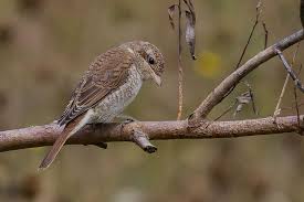 Attēlu rezultāti vaicājumam “Lanius collurio juvenile”
