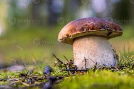 Attēlu rezultāti vaicājumam “Boletus edulis”