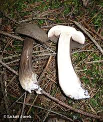 Attēlu rezultāti vaicājumam “Porphyrellus porphyrosporus”