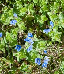Attēlu rezultāti vaicājumam “Veronica persica flower”