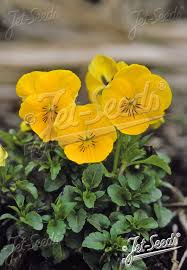 Image result for Viola cornuta