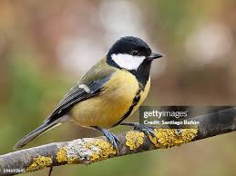 Attēlu rezultāti vaicājumam “Parus major male”