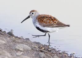 Attēlu rezultāti vaicājumam “Calidris alpina adult”