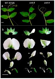 Attēlu rezultāti vaicājumam “Pisum sativum flower”