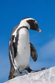 Image result for Spheniscus demersus