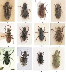 Attēlu rezultāti vaicājumam “Sitona sp.”
