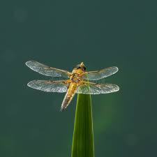 Attēlu rezultāti vaicājumam “Libellula quadrimaculata larva”