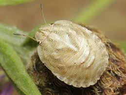 Attēlu rezultāti vaicājumam “Eurygaster testudinaria nymph”