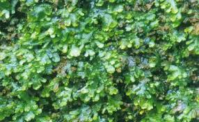 Attēlu rezultāti vaicājumam “Jungermanniopsida”