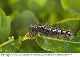 Attēlu rezultāti vaicājumam “Euproctis similis imago”