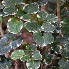Attēlu rezultāti vaicājumam “Geranium palustre leaf”
