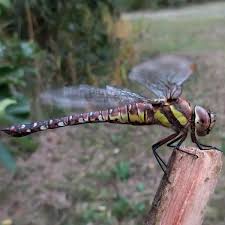 Attēlu rezultāti vaicājumam “Aeshna mixta female”