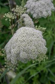 Attēlu rezultāti vaicājumam “Cicuta virosa”