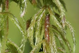 Attēlu rezultāti vaicājumam “Sphagnum quinquefarium”