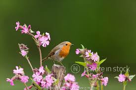 Attēlu rezultāti vaicājumam “Erithacus rubecula adult”