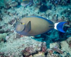 Image result for Acanthurus blochii