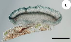 Attēlu rezultāti vaicājumam “Bacidia subincompta”