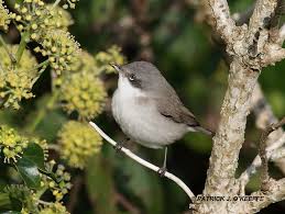Attēlu rezultāti vaicājumam “Sylvia curruca adult”
