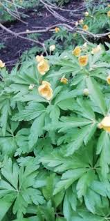 Attēlu rezultāti vaicājumam “Anemone x lipsiensis leaf”