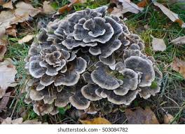 Attēlu rezultāti vaicājumam “Grifola frondosa”