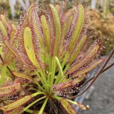 Image result for Drosera