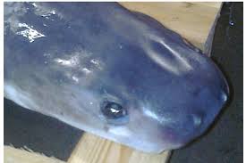 Image result for Galeorhinus galeus