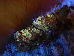 Attēlu rezultāti vaicājumam “Dibaeis baeomyces”