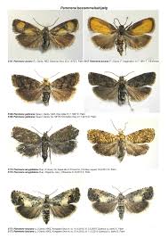Attēlu rezultāti vaicājumam “Pammene rhediella”